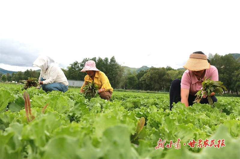 高原夏菜种植基地