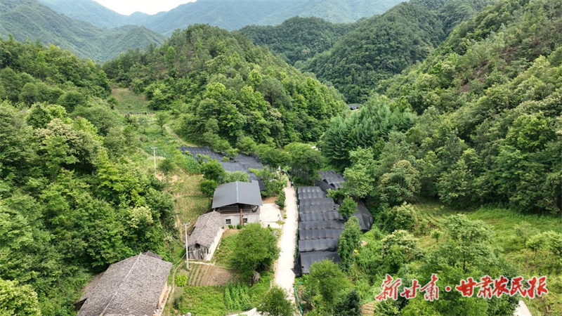 康县：“小群体”创出产业“大规模”