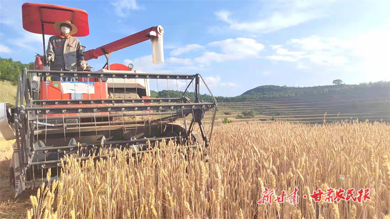 机收麦子