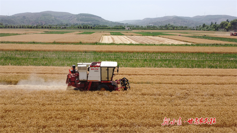 “麦”向丰收，颗粒归仓