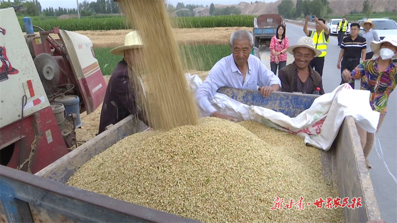 靖远奏响夏粮 “丰收曲”