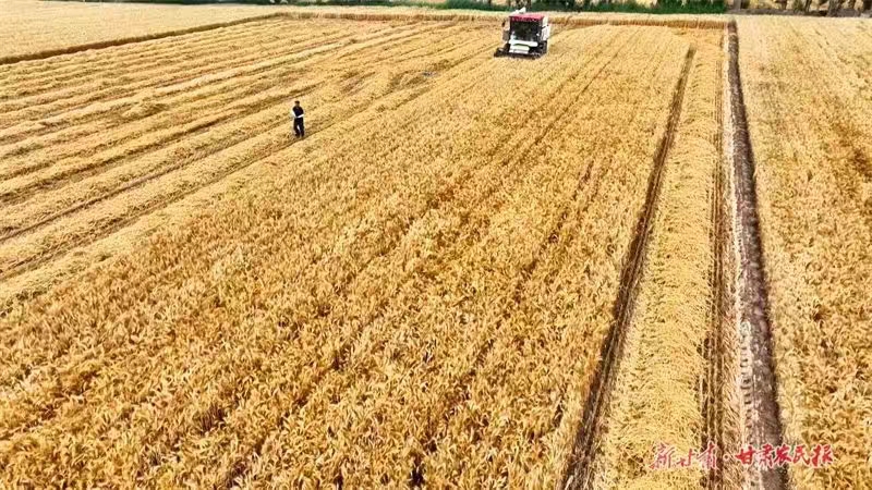 小麦取得好收成