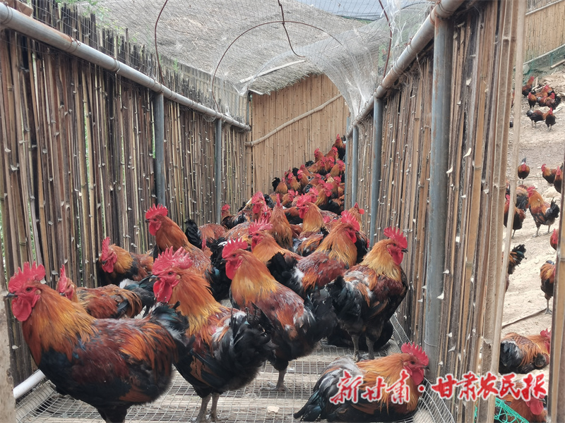 康县贾家坝村：特色产业生财有“道” 乡村振兴发展有“方”