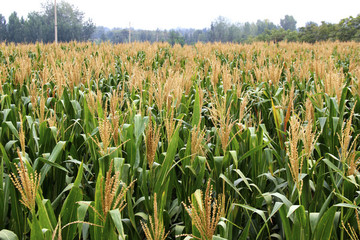 汛期农牧业如何防灾减灾