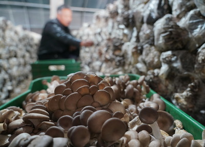 汛期食用菌种植管理要点