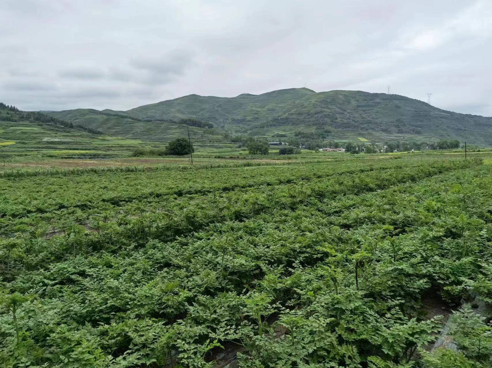 药材恢复生产 因地因需施策