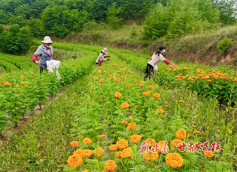 万寿菊喜获丰收