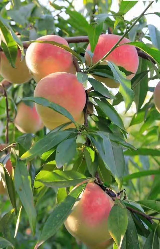 怎样防治桃树炭疽病？