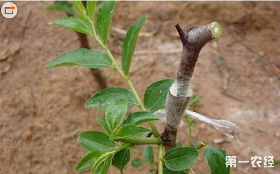 8月枣树嫁接有方法