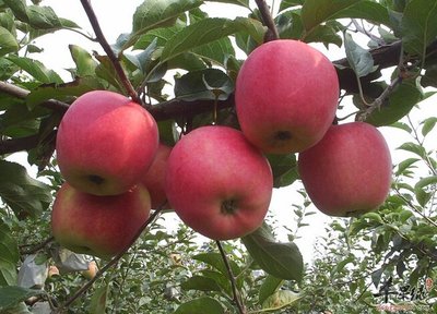 夏季苹果园田间管理注意这几点