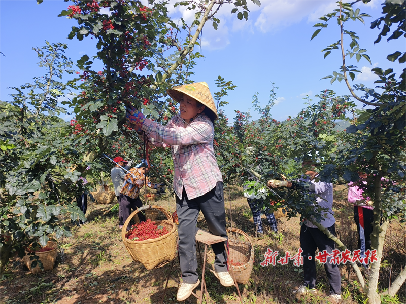 两当 喜看硕果红满山