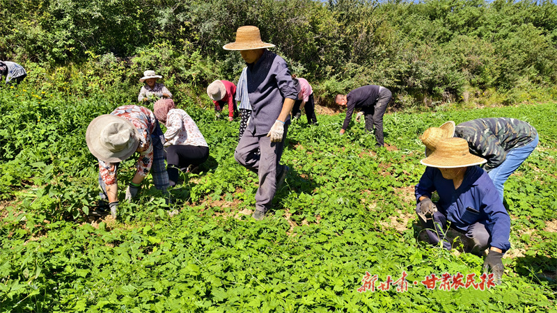 崆峒区 中药材种植打造致富金&ldquo;药&rdquo;匙