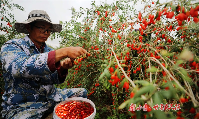 甘州区 特色产业撑起群众致富伞