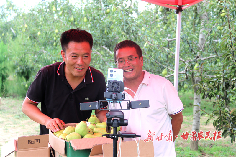 助农主播推介香蕉梨