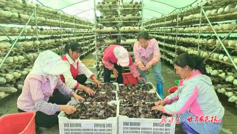 宕昌：60万棒毛木耳试种抢鲜上市