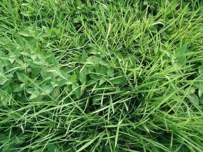 高效氟吡甲禾灵除草剂的作用机理与使用注意事项