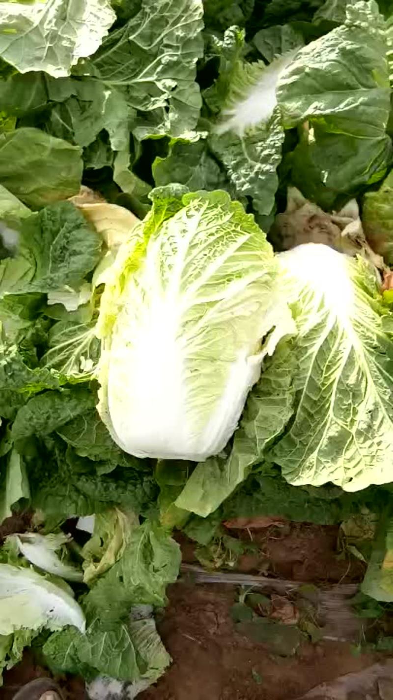 早熟秋白菜种植有窍门