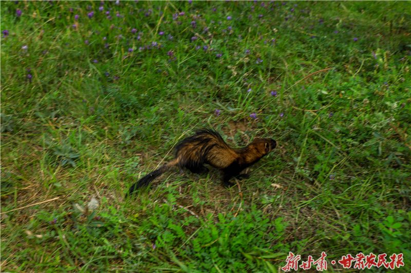 用爱救助 以归守护——民乐森林公安救助放生两只“三有”野生保护动物