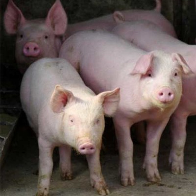 秋季严防猪肺疫