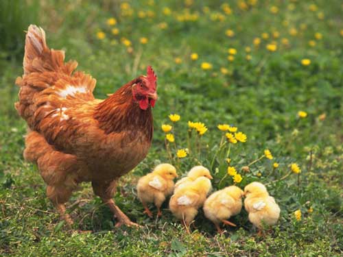 如何防治鸡病毒性关节炎