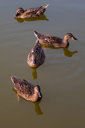 秋季如何让鸭多产蛋
