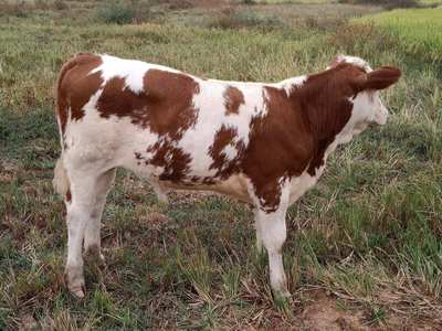 气温多变，谨防牛患支气管炎