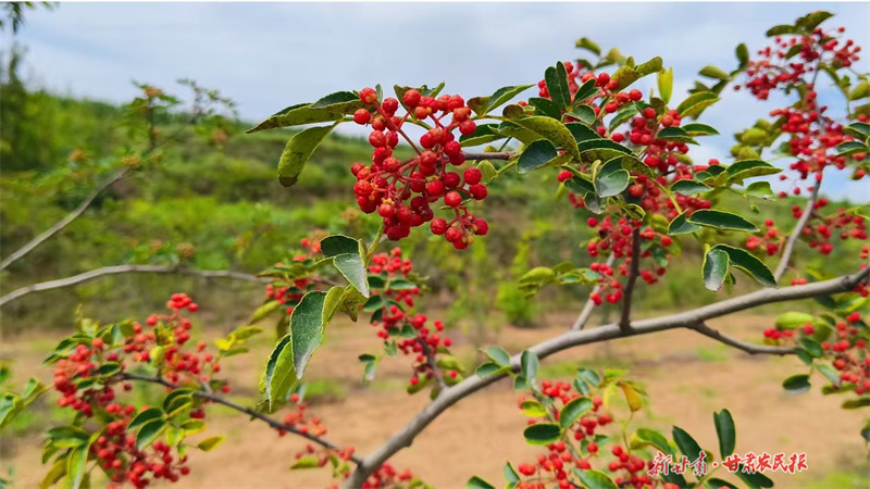 崆峒区：无刺花椒喜丰收
