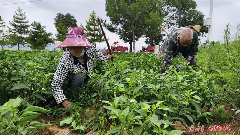 崆峒区：“色素辣椒”映红致富路