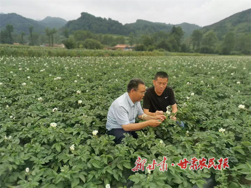 渭源五竹镇：精耕细作强链条 “薯”光照亮富民路