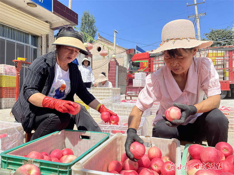 泾川 早熟苹果成乡村&ldquo;振兴果&rdquo;