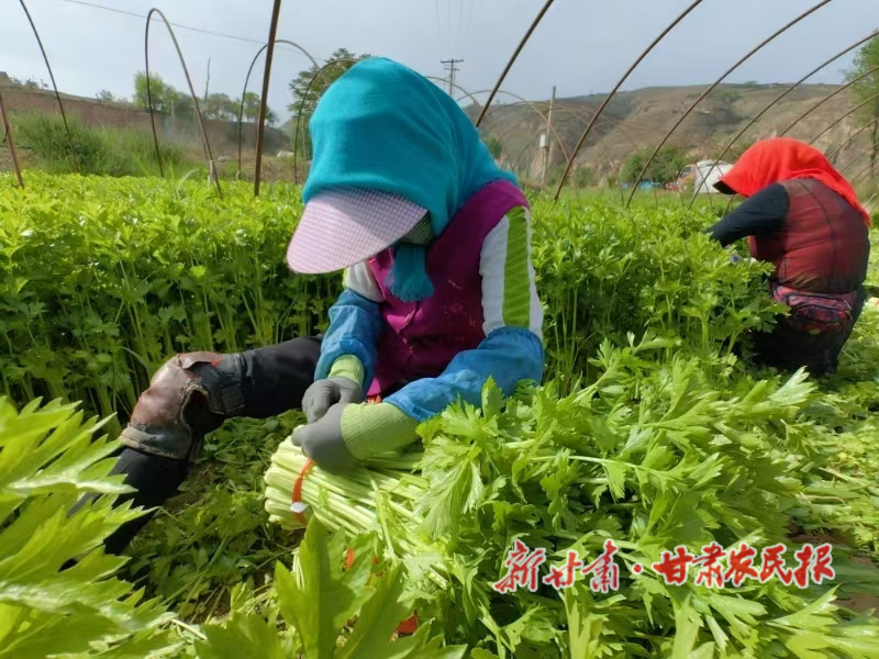 渭源北寨镇：念好“三字经”芹菜产业兴