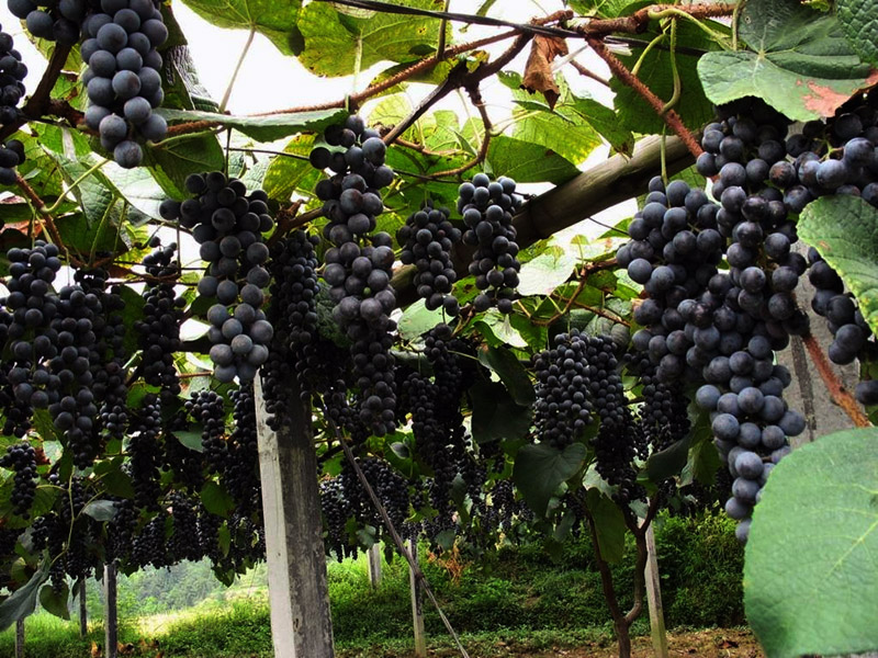 葡萄采后管理要点