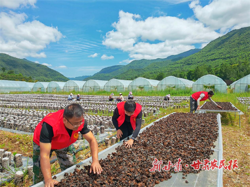 采收成熟的香菇