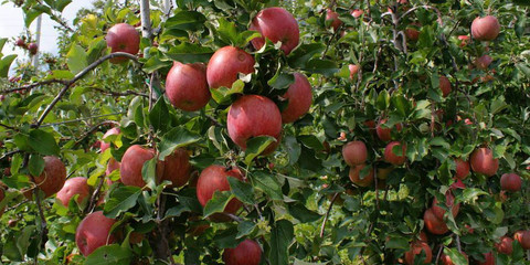 苹果正“长个”管理这样做
