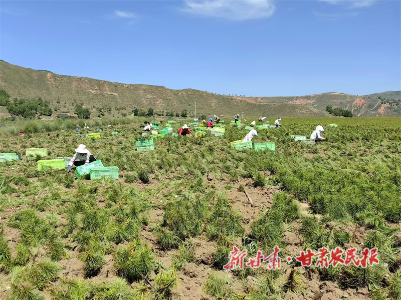 渭源县清源镇：百合绽放绘“丰”景