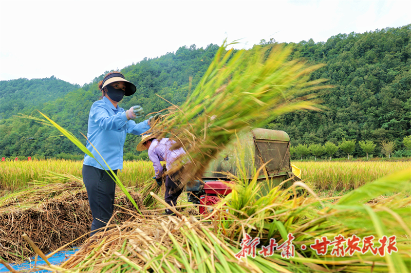 康县大南峪镇：水稻成熟开镰收割
