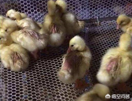 雏鹅管理与饲喂要点