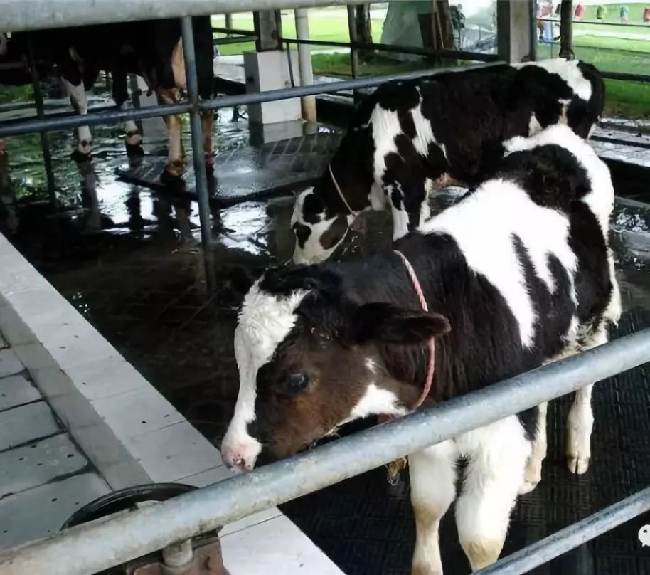 防治犊牛脐带炎有办法