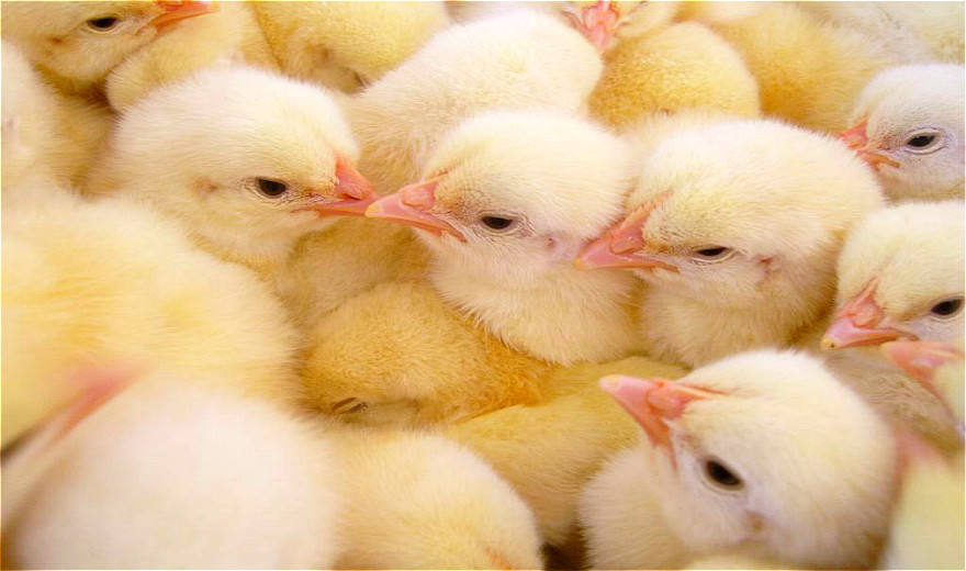 秋季蛋鸡饲料咋配制