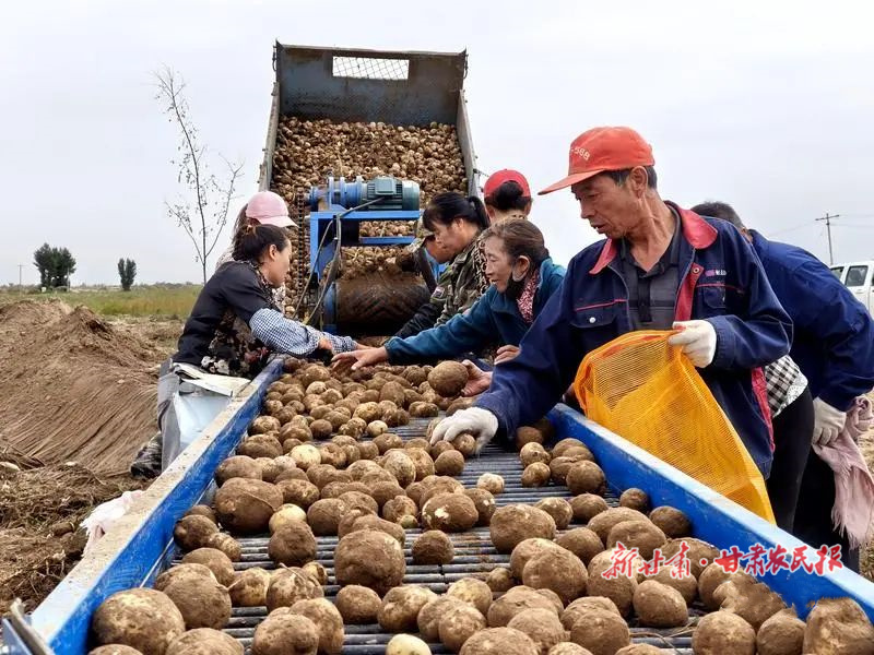 民勤县 千亩订单马铃薯喜获丰收