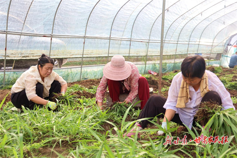 康县 特色产业&ldquo;生金&rdquo; 增收致富&ldquo;有道&rdquo;