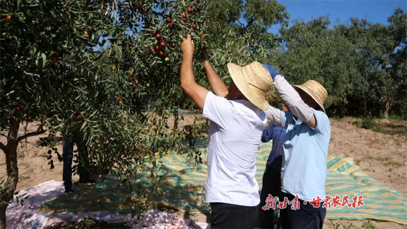 红枣俏枝头 采摘迎丰收