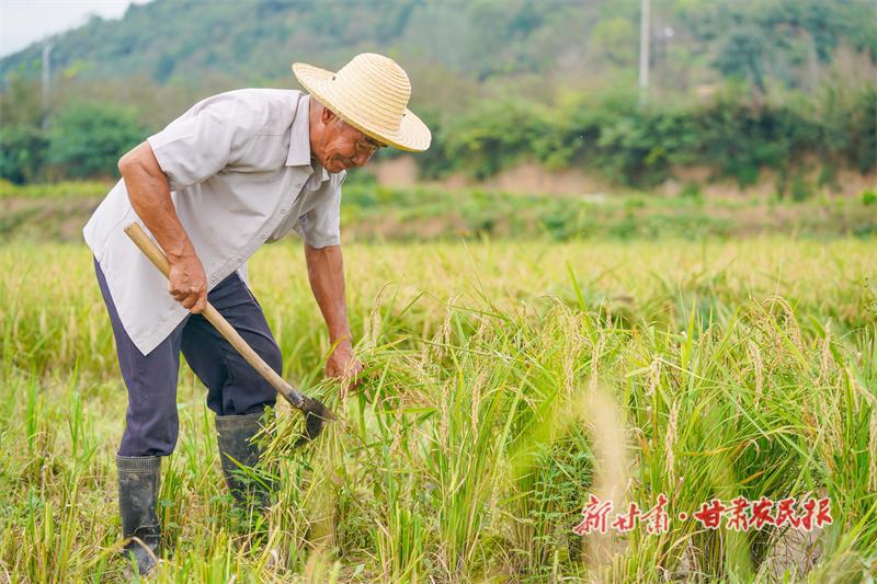 成县 金秋稻香&ldquo;丰&rdquo;景好

