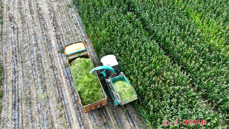 ​庄浪：青贮饲草为红牛添好粮