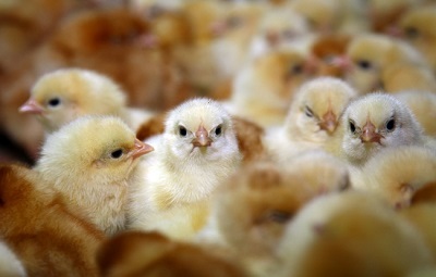 小鸡不吃食怎么办？
