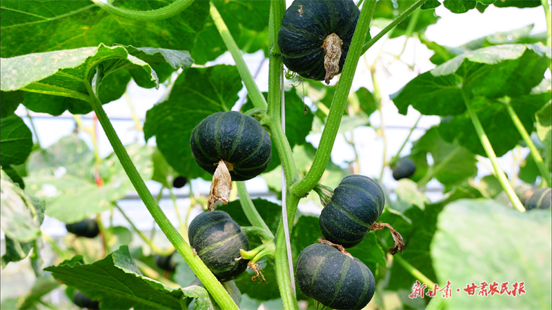 【图片新闻】崇信：南瓜满藤迎丰收