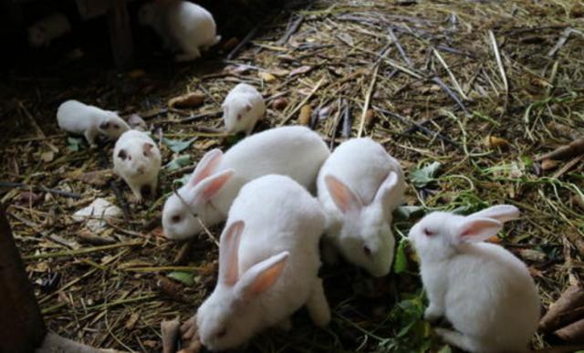 仔兔开眼期的饲养管理