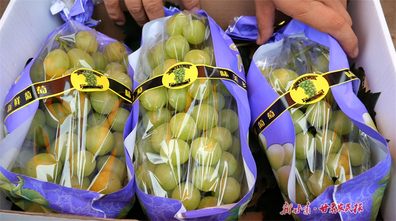 崇信：葡萄丰收令人“萄”醉