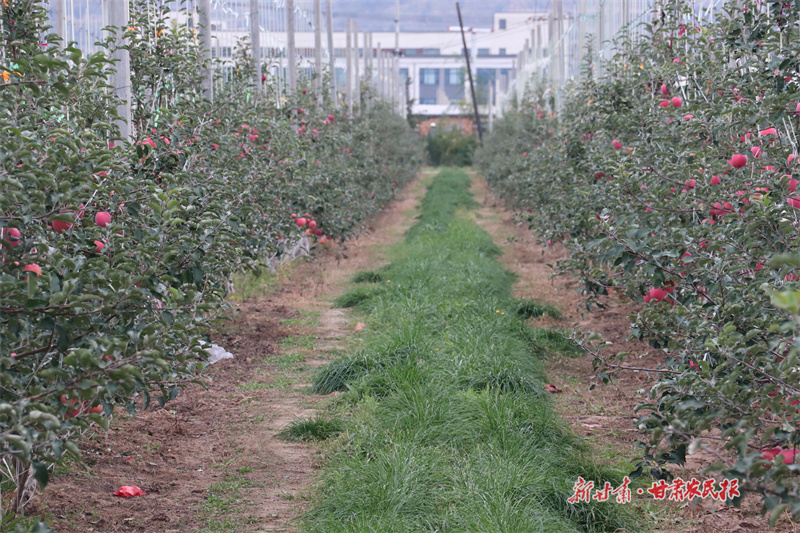 静宁：金果飘香有“秘方”
