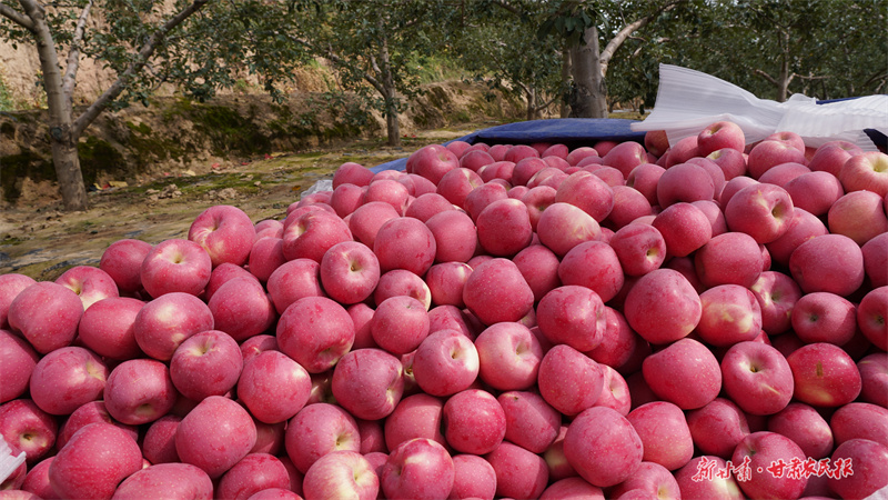 静宁：振兴路上果飘香